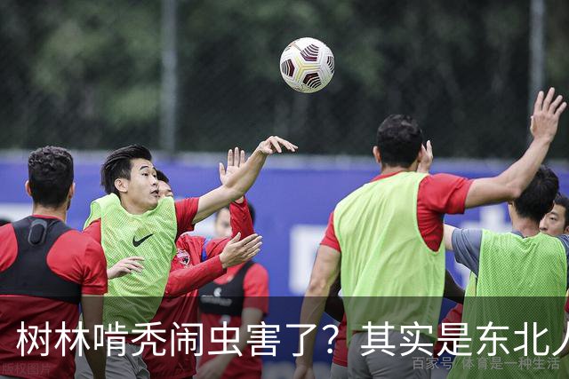 树林啃秃闹虫害了？其实是东北人在放牧珍贵的五彩大虫，很香，一公斤卖到80块